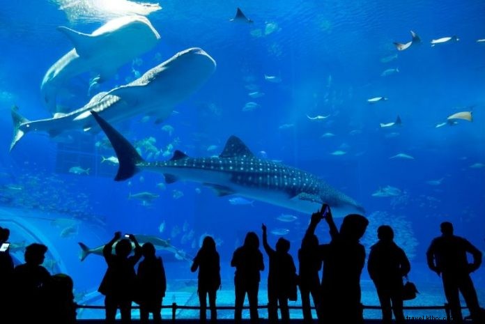 Discover the 50 Best Aquariums Worldwide: Top Must-Visit Marine Wonders