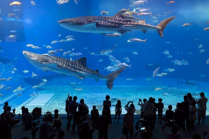 Discover the 50 Best Aquariums Worldwide: Top Must-Visit Marine Wonders