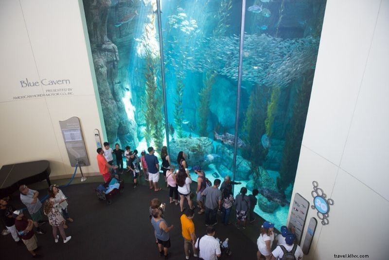 Discover the 50 Best Aquariums Worldwide: Top Must-Visit Marine Wonders