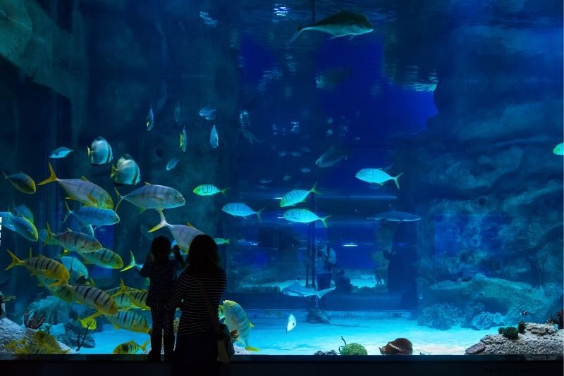 Discover the 50 Best Aquariums Worldwide: Top Must-Visit Marine Wonders
