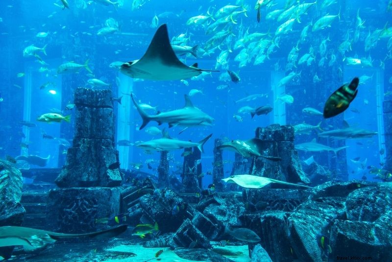 Discover the 50 Best Aquariums Worldwide: Top Must-Visit Marine Wonders