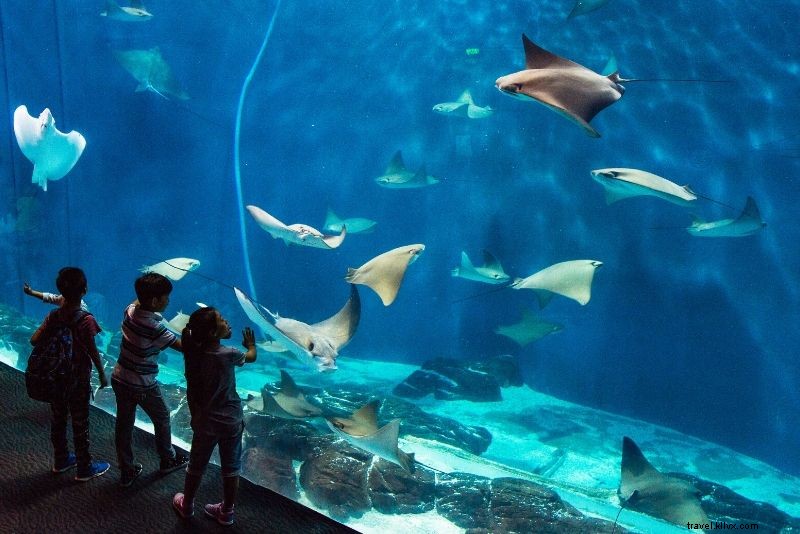 Discover the 50 Best Aquariums Worldwide: Top Must-Visit Marine Wonders