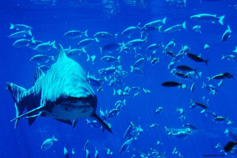 Discover the 50 Best Aquariums Worldwide: Top Must-Visit Marine Wonders