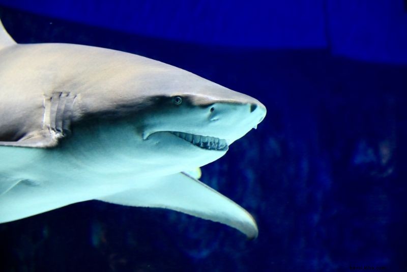 Discover the 50 Best Aquariums Worldwide: Top Must-Visit Marine Wonders