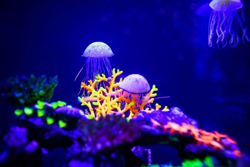 Discover the 50 Best Aquariums Worldwide: Top Must-Visit Marine Wonders