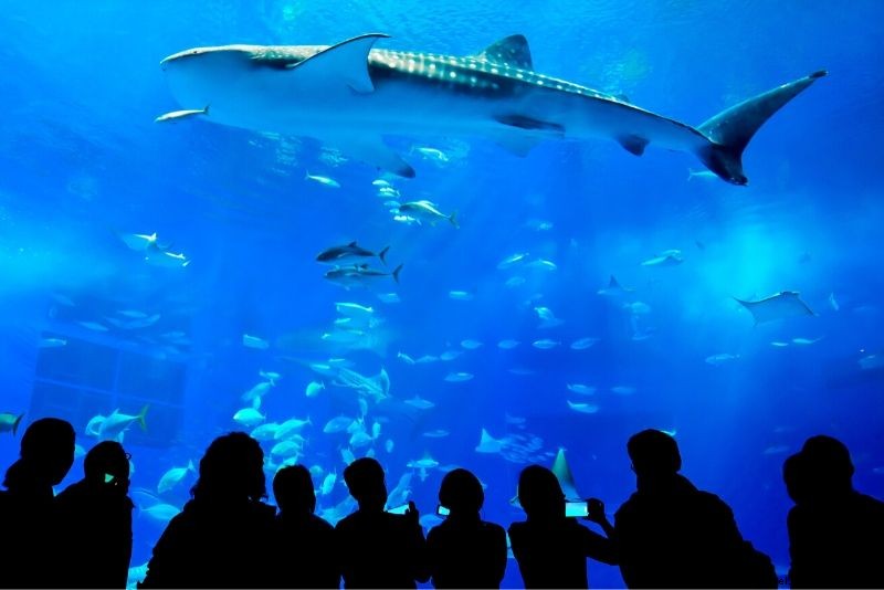 Discover the 50 Best Aquariums Worldwide: Top Must-Visit Marine Wonders