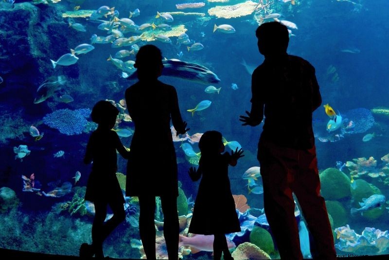 Discover the 50 Best Aquariums Worldwide: Top Must-Visit Marine Wonders