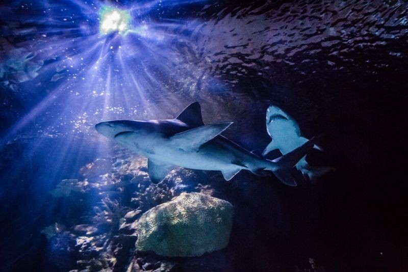 Discover the 50 Best Aquariums Worldwide: Top Must-Visit Marine Wonders