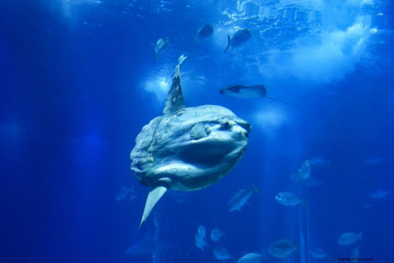 Discover the 50 Best Aquariums Worldwide: Top Must-Visit Marine Wonders