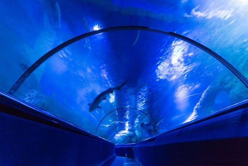 Discover the 50 Best Aquariums Worldwide: Top Must-Visit Marine Wonders
