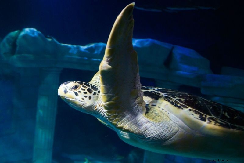 Discover the 50 Best Aquariums Worldwide: Top Must-Visit Marine Wonders