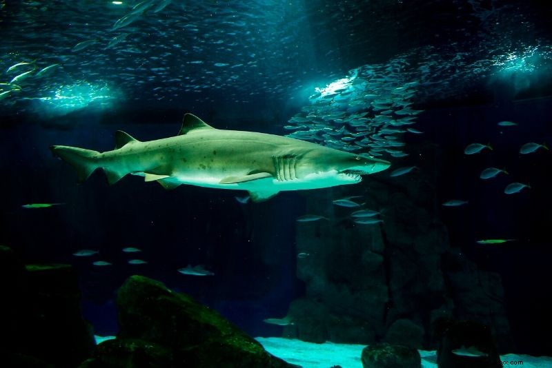 Discover the 50 Best Aquariums Worldwide: Top Must-Visit Marine Wonders