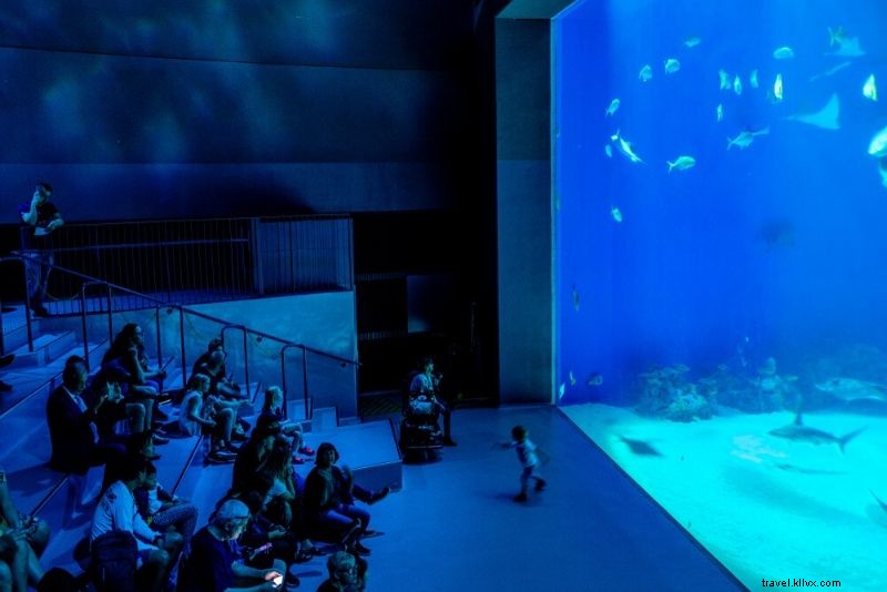 Discover the 50 Best Aquariums Worldwide: Top Must-Visit Marine Wonders