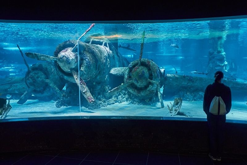 Discover the 50 Best Aquariums Worldwide: Top Must-Visit Marine Wonders