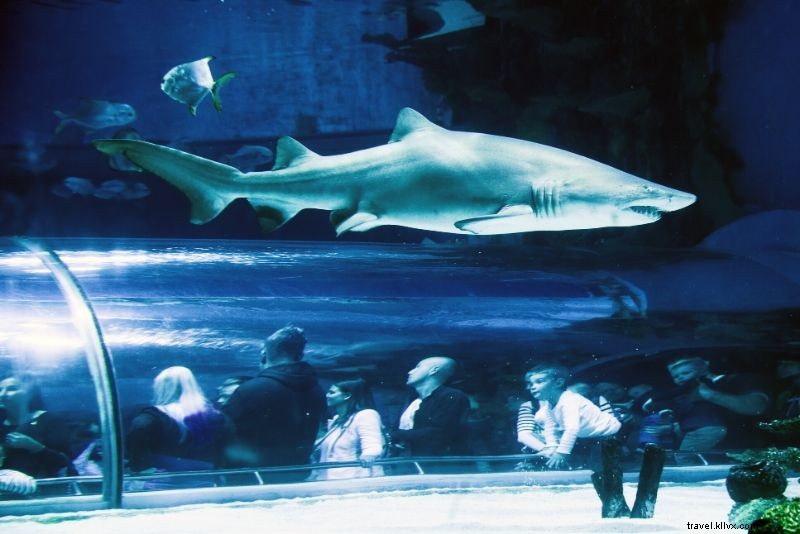 Discover the 50 Best Aquariums Worldwide: Top Must-Visit Marine Wonders