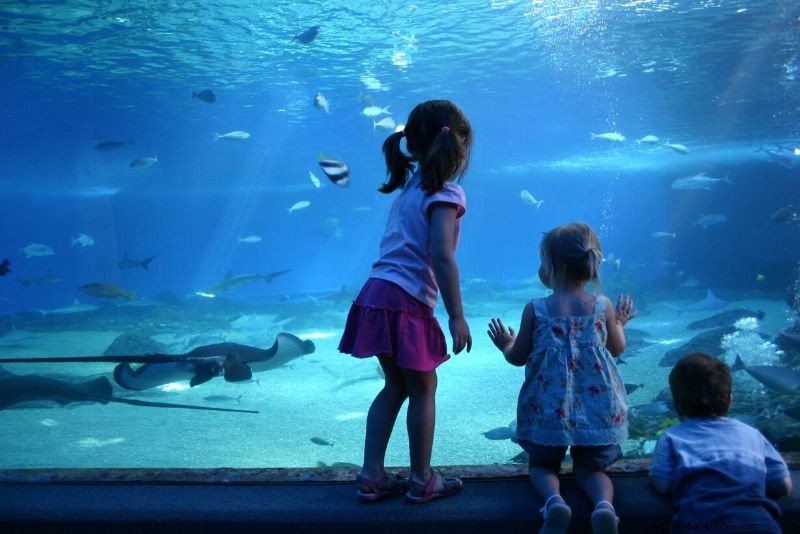 Discover the 50 Best Aquariums Worldwide: Top Must-Visit Marine Wonders