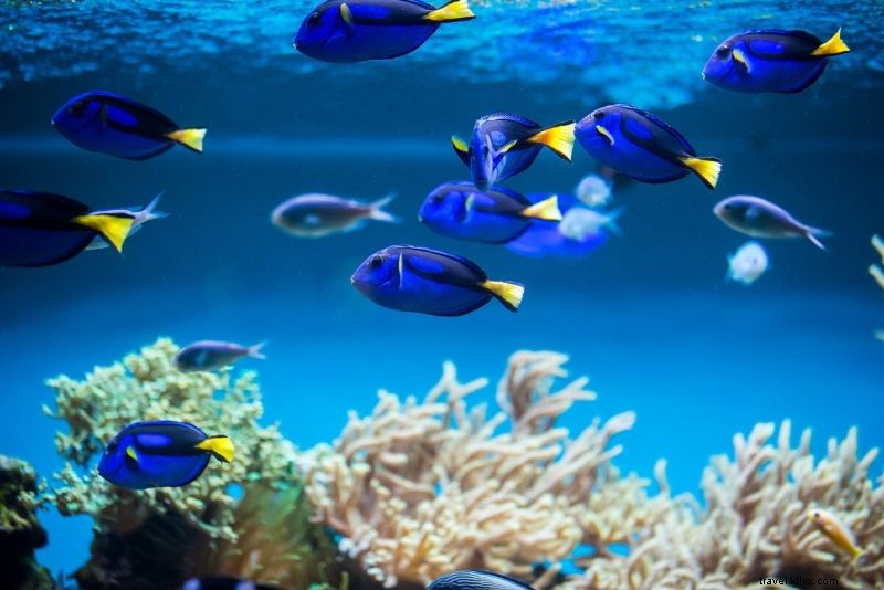 Discover the 50 Best Aquariums Worldwide: Top Must-Visit Marine Wonders