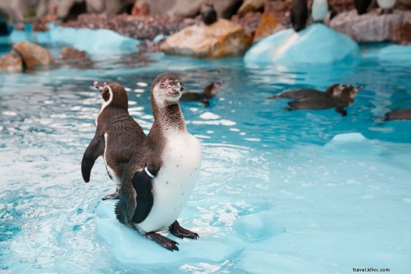 Discover the 50 Best Aquariums Worldwide: Top Must-Visit Marine Wonders