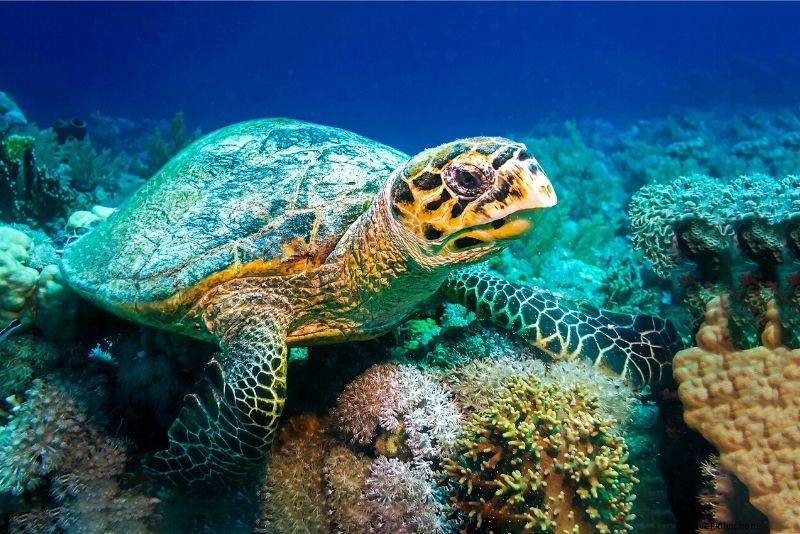 Discover the 50 Best Aquariums Worldwide: Top Must-Visit Marine Wonders