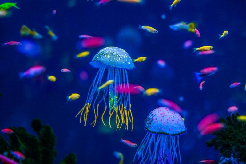 Discover the 50 Best Aquariums Worldwide: Top Must-Visit Marine Wonders