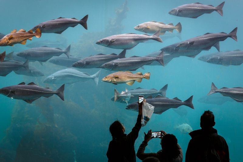 Discover the 50 Best Aquariums Worldwide: Top Must-Visit Marine Wonders