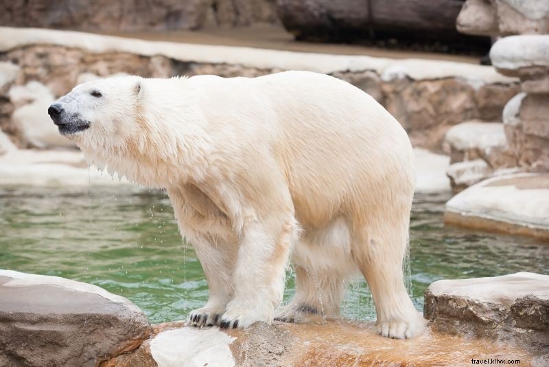 Top 50 Best Zoos in the World: Ultimate Guide to Wildlife Wonders