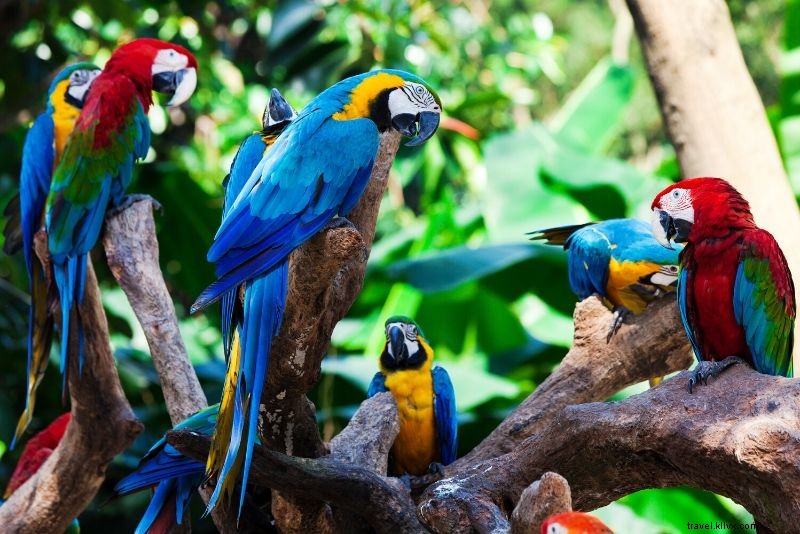 Top 50 Best Zoos in the World: Ultimate Guide to Wildlife Wonders