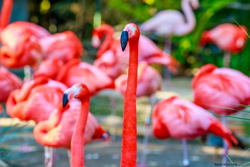 Top 50 Best Zoos in the World: Ultimate Guide to Wildlife Wonders