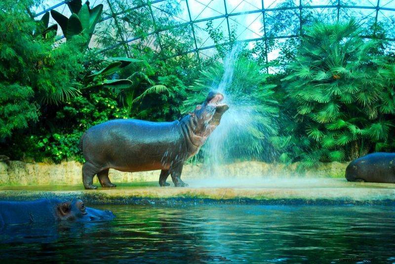 Top 50 Best Zoos in the World: Ultimate Guide to Wildlife Wonders