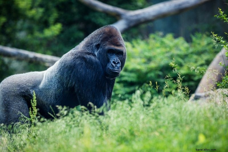 Top 50 Best Zoos in the World: Ultimate Guide to Wildlife Wonders
