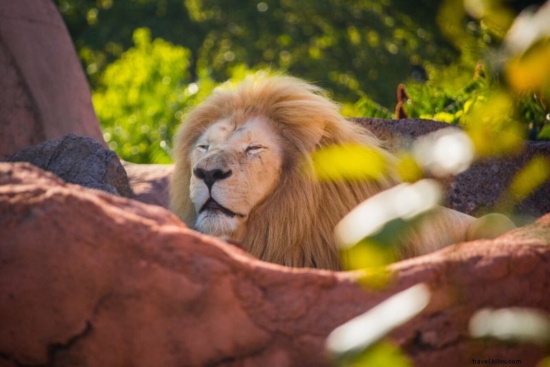 Top 50 Best Zoos in the World: Ultimate Guide to Wildlife Wonders