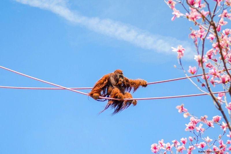 Top 50 Best Zoos in the World: Ultimate Guide to Wildlife Wonders