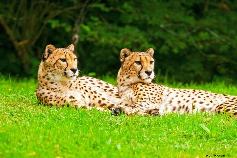 Top 50 Best Zoos in the World: Ultimate Guide to Wildlife Wonders