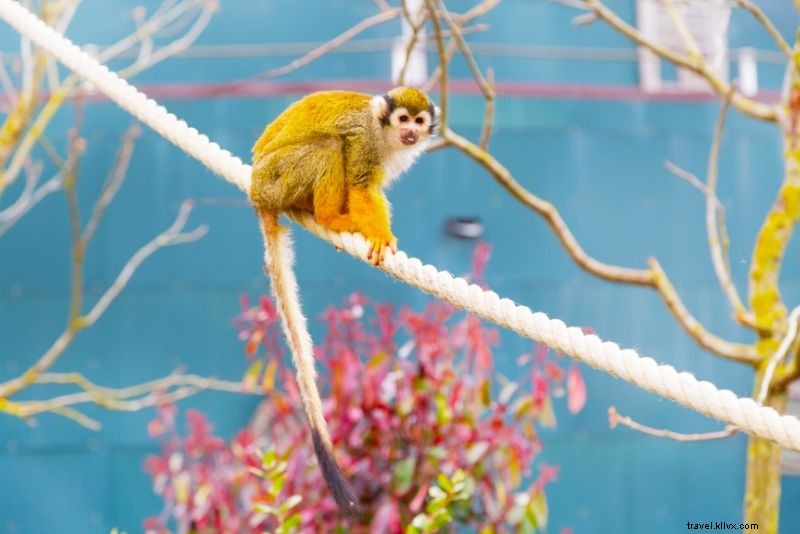 Top 50 Best Zoos in the World: Ultimate Guide to Wildlife Wonders