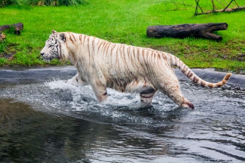 Top 50 Best Zoos in the World: Ultimate Guide to Wildlife Wonders