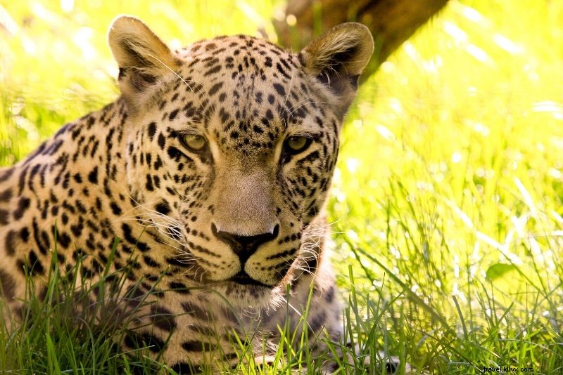 Top 50 Best Zoos in the World: Ultimate Guide to Wildlife Wonders