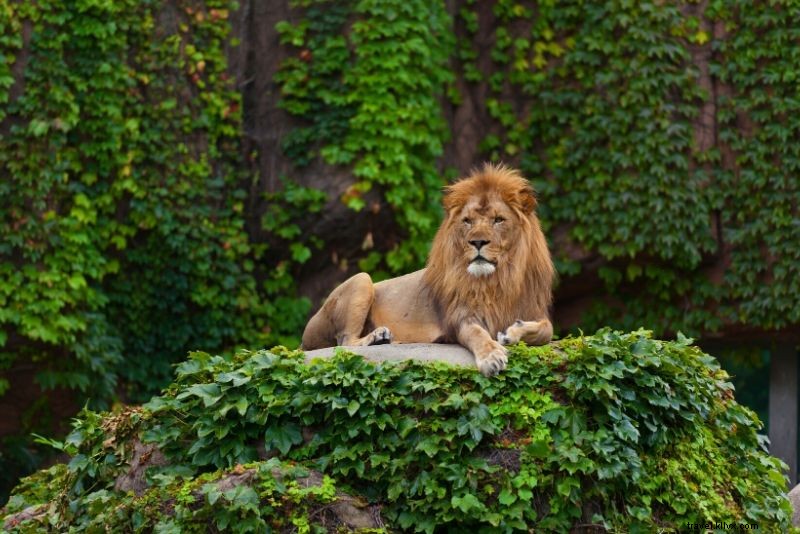 Top 50 Best Zoos in the World: Ultimate Guide to Wildlife Wonders