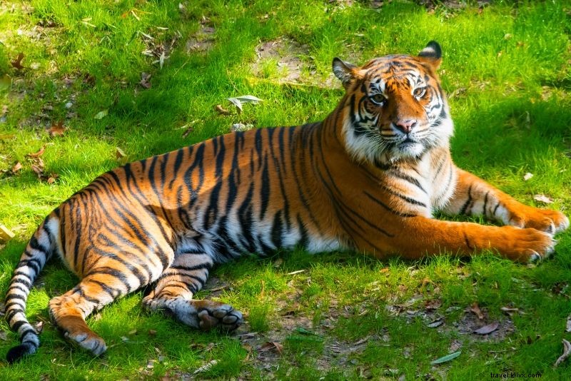 Top 50 Best Zoos in the World: Ultimate Guide to Wildlife Wonders