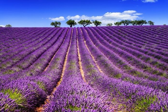 22 Best Day Trips from Marseille: Lavender Fields, Calanques & Provence Gems