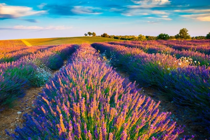 22 Best Day Trips from Marseille: Lavender Fields, Calanques & Provence Gems