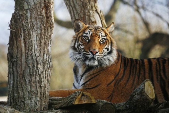 London Zoo Tickets: Save Up to 30% on Discounted Entry Prices