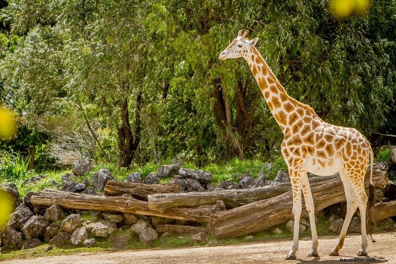 London Zoo Tickets: Save Up to 30% on Discounted Entry Prices