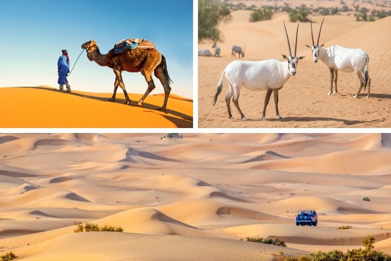 Top 22 Dubai Desert Safari Tours: Ultimate Thrilling Adventures