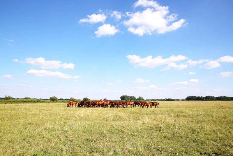 Discover the 25 Best Day Trips from Budapest: Danube Bend, Vineyards & More