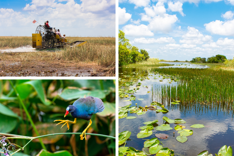 Top 20 Everglades Airboat Tours: Best from Miami, Orlando, Fort Lauderdale & Fort Myers