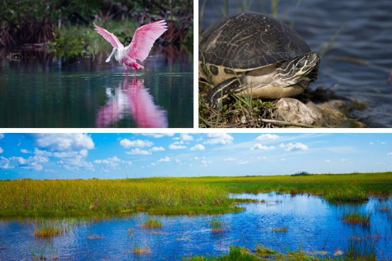 Top 20 Everglades Airboat Tours: Best from Miami, Orlando, Fort Lauderdale & Fort Myers