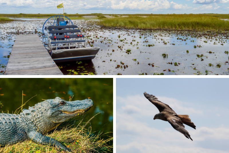 Top 20 Everglades Airboat Tours: Best from Miami, Orlando, Fort Lauderdale & Fort Myers