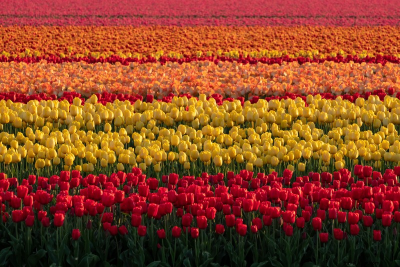 Top 28 Day Trips from Amsterdam: Zaanse Schans, Keukenhof & More