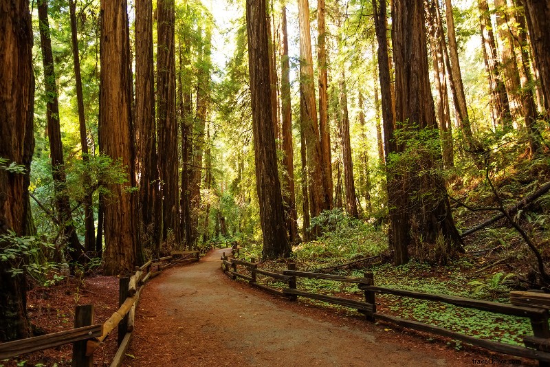 Top 32 Day Trips from San Francisco: Ultimate Guide to Nearby Escapes