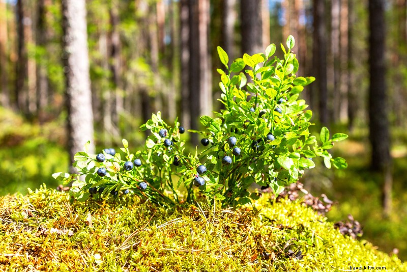 Top 32 Day Trips from San Francisco: Ultimate Guide to Nearby Escapes